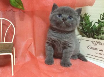 ブリティッシュショートヘア【兵庫県・男の子・2016年8月20日・ブルー】の写真「フワフワ・モコモコです☆毛量バツグンです☆」
