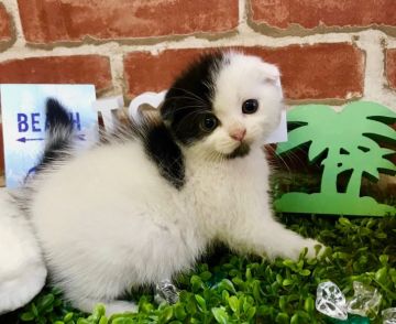 スコティッシュフォールド(折れ耳)【兵庫県・男の子・2018年6月30日・ホワイト&ブラック（ショートヘアー）】の写真「まん丸お顔の珍しいカラーです💕」