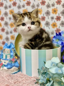 スコティッシュフォールド(立ち耳)【兵庫県・男の子・2022年3月7日・ブラウンパッチドタビー&ホワイト（ショートヘアー）】の写真「パパは👑ACCダブルチャンピオンです👑🐈✨」