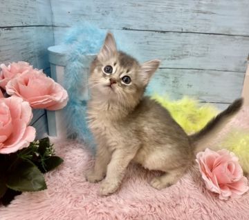 ソマリ【兵庫県・男の子・2021年9月2日・ブルー（ロングへアー）】の写真「パパは👑ACCチャンピオンです👑🐈」