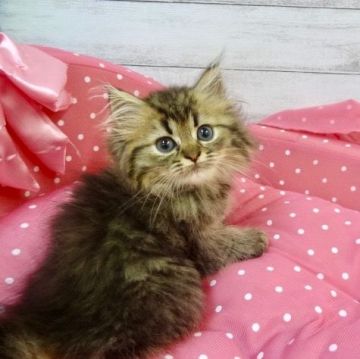 ペルシャ(チンチラ)【兵庫県・男の子・2018年6月5日・チンチラゴールデン（ロングヘアー）】の写真「パパはブルーチンチラゴールデンです🌟」