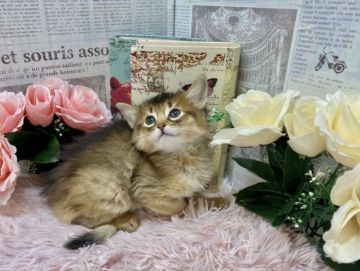 ソマリ【兵庫県・女の子・2021年12月18日・ルディ（ロングヘアー）】の写真「パパは👑ACCダブルチャンピオンです👑🐈✨」