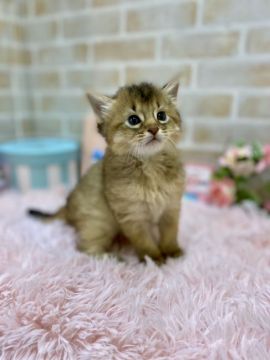 ソマリ【兵庫県・女の子・2020年10月7日・ルディ（ロングヘアー）】の写真「この赤ちゃんらしさが可愛すぎなのです❤️」