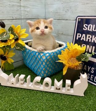 スコティッシュフォールド(立ち耳)【兵庫県・男の子・2021年4月10日・レッドタビー&ホワイト（ショートヘアー　　　）】の写真「兄妹みんな丸顔で可愛すぎます💕」