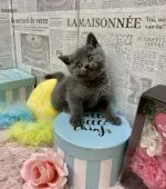 ブリティッシュショートヘア【兵庫県・女の子・2021年10月21日・ブルー】の写真1「おめめクリックリ😍」