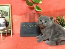 ブリティッシュショートヘア【兵庫県・男の子・2017年1月3日・ブルー】の写真1「お父さん似かな？？🍀」