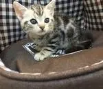 アメリカンショートヘア【兵庫県・男の子・2016年6月28日・シルバータビー】の写真2「お顔もまん丸お目めも大きな子です💕」