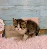 スコティッシュフォールド(立ち耳)【兵庫県・男の子・2020年6月20日・ブラウンタビー&ホワイト】の写真2「何かに警戒中！？！？！？www」