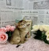 ソマリ【兵庫県・女の子・2021年12月18日・ルディ】の写真2「撮影も何のその！！！とっても賢かったです💛」