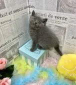 ブリティッシュショートヘア【兵庫県・女の子・2021年10月21日・ブルー】の写真2「毛量抜群👌」