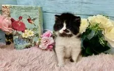 スコティッシュフォールド(立ち耳)【兵庫県・男の子・2022年2月6日・ブラック&ホワイト】の写真3「よーーーーく見てください・・・めちゃくちゃ可愛いですよ💕」