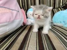 エキゾチックショートヘア【兵庫県・男の子・2021年8月19日・シルバーパッチド&ホワイト】の写真3「疲れた・・・😩www」