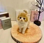 ミヌエット【兵庫県・男の子・2021年9月12日・レッドタビー&ホワイト】の写真3「シャキーン😽」