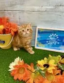 スコティッシュフォールド(立ち耳)【兵庫県・男の子・2020年6月28日・レッドタビー】の写真3「正面からも可愛すぎなのです❤️」