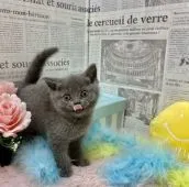 ブリティッシュショートヘア【兵庫県・女の子・2021年10月21日・ブルー】の写真3「てへぺろ👅」