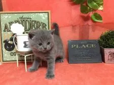 ブリティッシュショートヘア【兵庫県・男の子・2017年1月3日・ブルー】の写真3「このヨチヨチ感がたまりませんね⭐️」