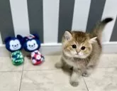 ブリティッシュショートヘア【兵庫県・男の子・2024年8月25日・ゴールデンティックドタビー】の写真4「目線の先には・・・🐟」