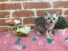 アメリカンショートヘア【兵庫県・男の子・2016年9月20日・シルバータビー】の写真4「カメラ目線📸」