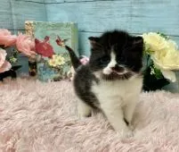 スコティッシュフォールド(立ち耳)【兵庫県・男の子・2022年2月6日・ブラック&ホワイト】の写真4「よく見るとおめめもまん丸で可愛いです👀💕」