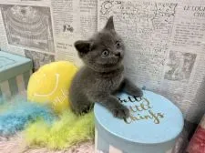 ブリティッシュショートヘア【兵庫県・女の子・2021年10月21日・ブルー】の写真4「授業中なのです✏️www見えませんか？？？w」