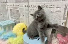 ブリティッシュショートヘア【兵庫県・女の子・2021年10月21日・ブルー】の写真5「振り向き美人💕」