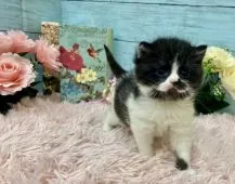 スコティッシュフォールド(立ち耳)【兵庫県・男の子・2022年2月6日・ブラック&ホワイト】の写真5「お顔もまん丸で全てがまん丸・・・❤️」