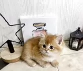 ブリティッシュショートヘア【兵庫県・女の子・2025年10月14日・ゴールデンティックドタビー】の写真10「ぜひこのほっぺすりすりしに来てくださいませ♡」