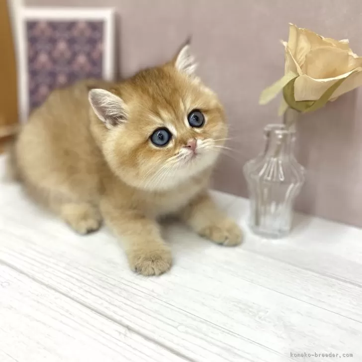ID:2506-01690の子猫