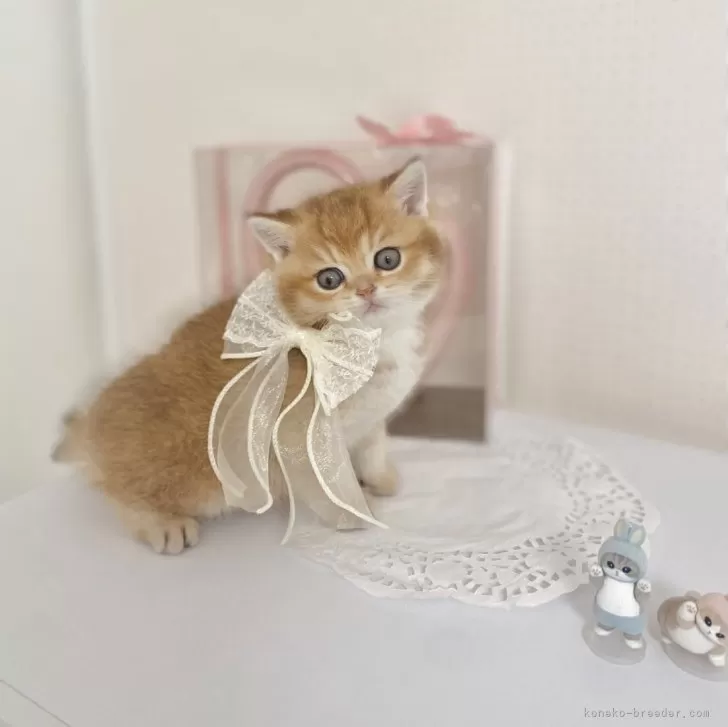 ID：2505-00045の子猫