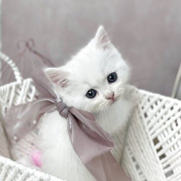 ミヌエット(短足)【兵庫県・男の子・2025年9月30日・ホワイト（サラサラちゅやちゅや✨）】の写真「とっても美形さん✨」