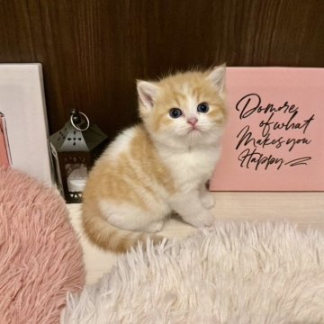 スコティッシュフォールド(立ち耳)【兵庫県・男の子・2025年10月14日・レッドタビー&ホワイト（ショートヘアー）】の写真「毛量抜群でモッコモコ💕」