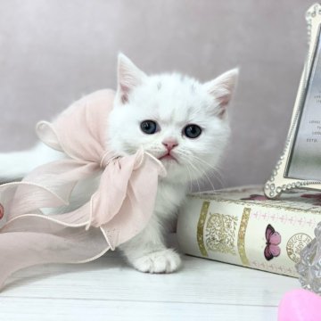 ミヌエット(短足)【兵庫県・女の子・2025年9月30日・ホワイトバーン（うるちゅる✨）】の写真「頭の上の黒いチョンチョン模様🐾」