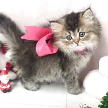 スコティッシュフォールド(立ち耳)【兵庫県・女の子・2025年10月12日・ブラウンタビー（フワフワわたあめ🪽）】の写真「抜群の毛量とキュートなお顔💕」