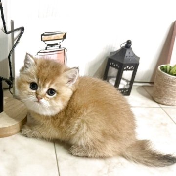 ブリティッシュショートヘア【兵庫県・女の子・2025年10月14日・ゴールデンティックドタビー（ショートヘアー）】の写真「兄妹みんなモコモコBODY♡」