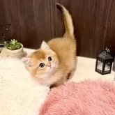 ブリティッシュショートヘア