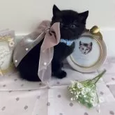 スコティッシュストレート【兵庫県・男の子・2025年1月20日・ブラックスモーク】の写真1「なんと❣️レアカラー🩷🩷にゃんこ💘」