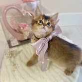 ソマリ