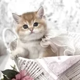 ブリティッシュショートヘア