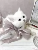 ミヌエット(短足)【兵庫県・男の子・2025年9月30日・ホワイト】の写真3「お口がちゅんっとしててキュートすぎる🤤🍼」