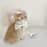 ブリティッシュショートヘア【兵庫県・男の子・2025年3月16日・ゴールデンシェーテッド】の写真3