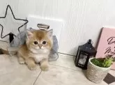 ブリティッシュショートヘア【兵庫県・女の子・2025年10月14日・ゴールデンティックドタビー】の写真5「もはやモデルさんです📷💡」