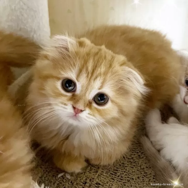 ID：2312-02547の子猫