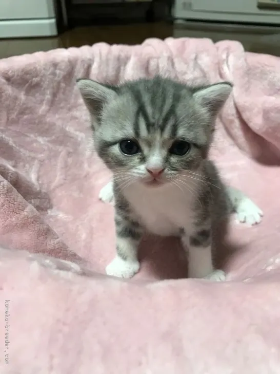 ID：1803-01282の子猫