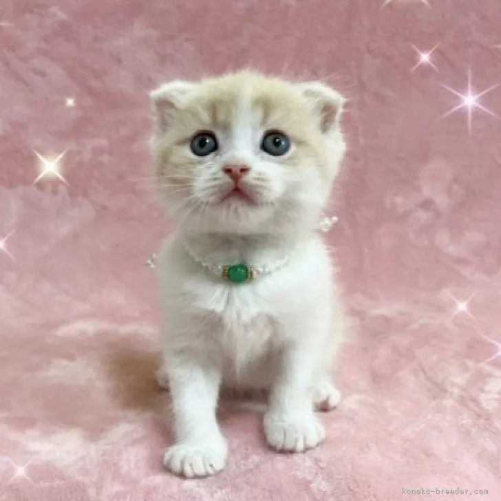 ID：2308-01684の子猫
