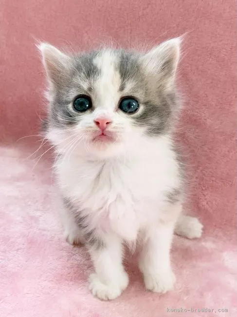 ID:2202-00421の子猫