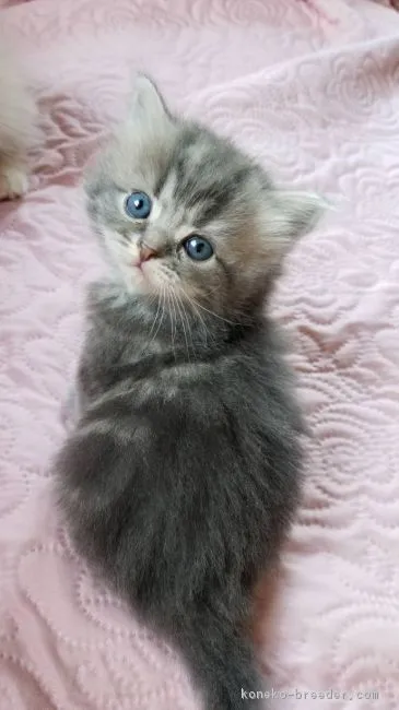 ID:1810-00429の子猫