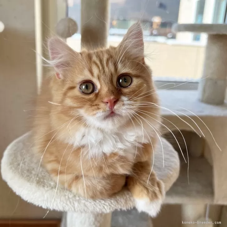 ID：2312-02544の子猫
