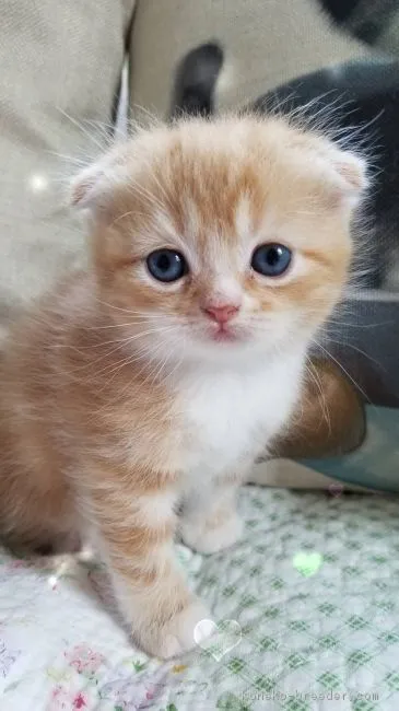 ID:1809-00566の子猫