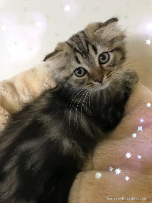 ID:1806-00727の子猫