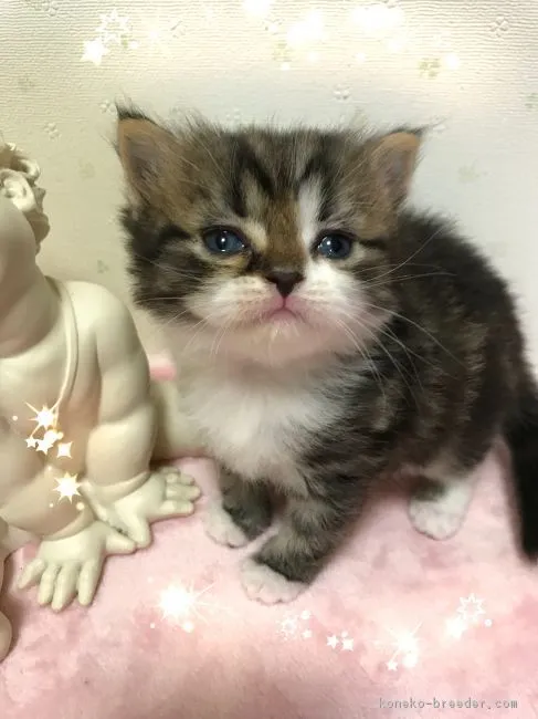 ID：1807-01460の子猫